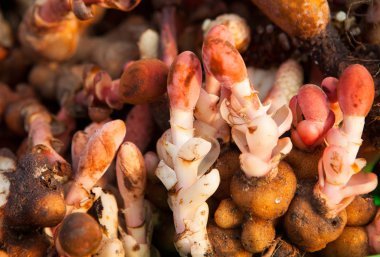 Kırmızı çiçek parazit