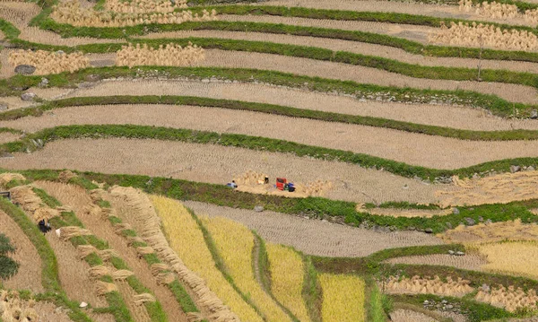 Rijstvelden Terrassen Van Cang Chai Yen Bai Vietnam Boeren Oogsten — Stockfoto