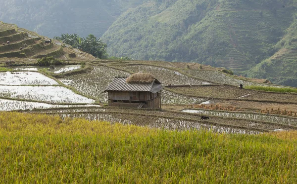 Typische Foto Van Een Landschap Van Aziatische Dorp Een Landelijk — Stockfoto