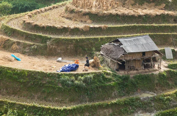 Giang Vietnam Október 2015 Ázsiai Hmong Kisebbségi Gazdálkodó Szüret Rizs — Stock Fotó