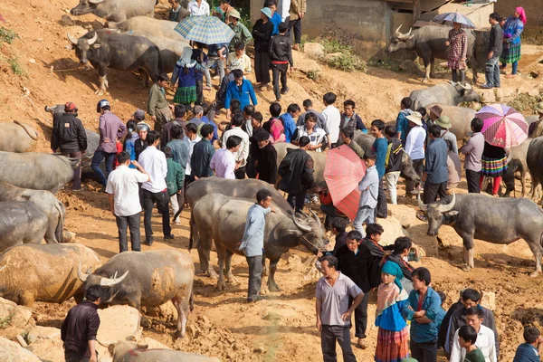Agricultores que vendem e compram búfalos aquáticos — Fotografia de Stock