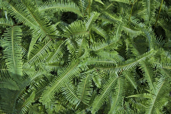 Tropisk Grön Ormbunke Regnskogen Bakgrund — Stockfoto