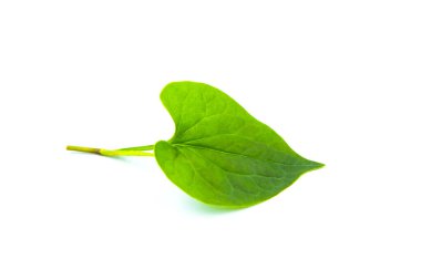 Beyaz arka planda izole Houttuynia Cordata yaprağı, stüdyo çekimi