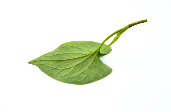 Houttuynia Cordata Leaf Isolated White Background Studio Shot — 图库照片