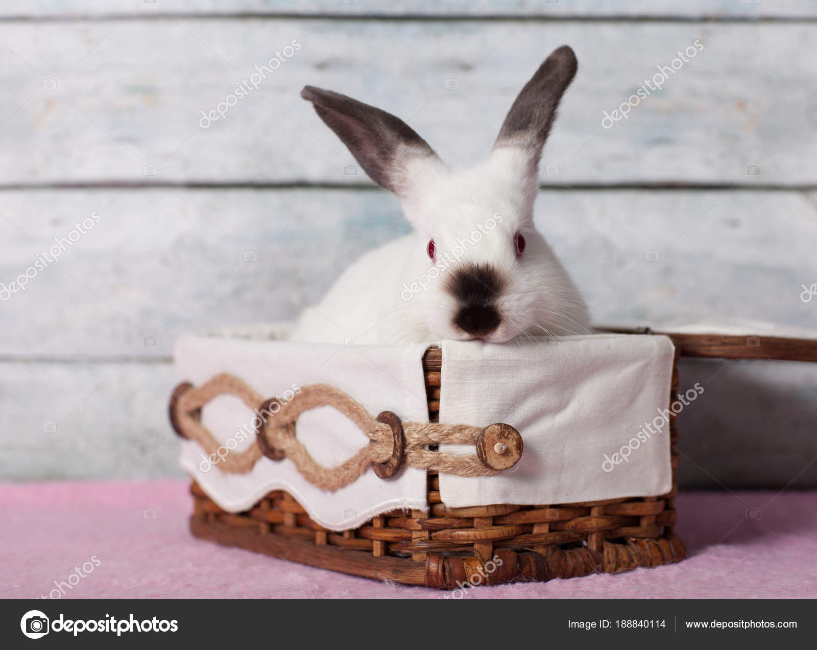 Charmant Bebe Lapin Assis Dans Le Panier Image Libre De Droit Par Lstock C Charmant Bebe Lapin Assis Dans Le Panier Image Libre De Droit Par Lstock C