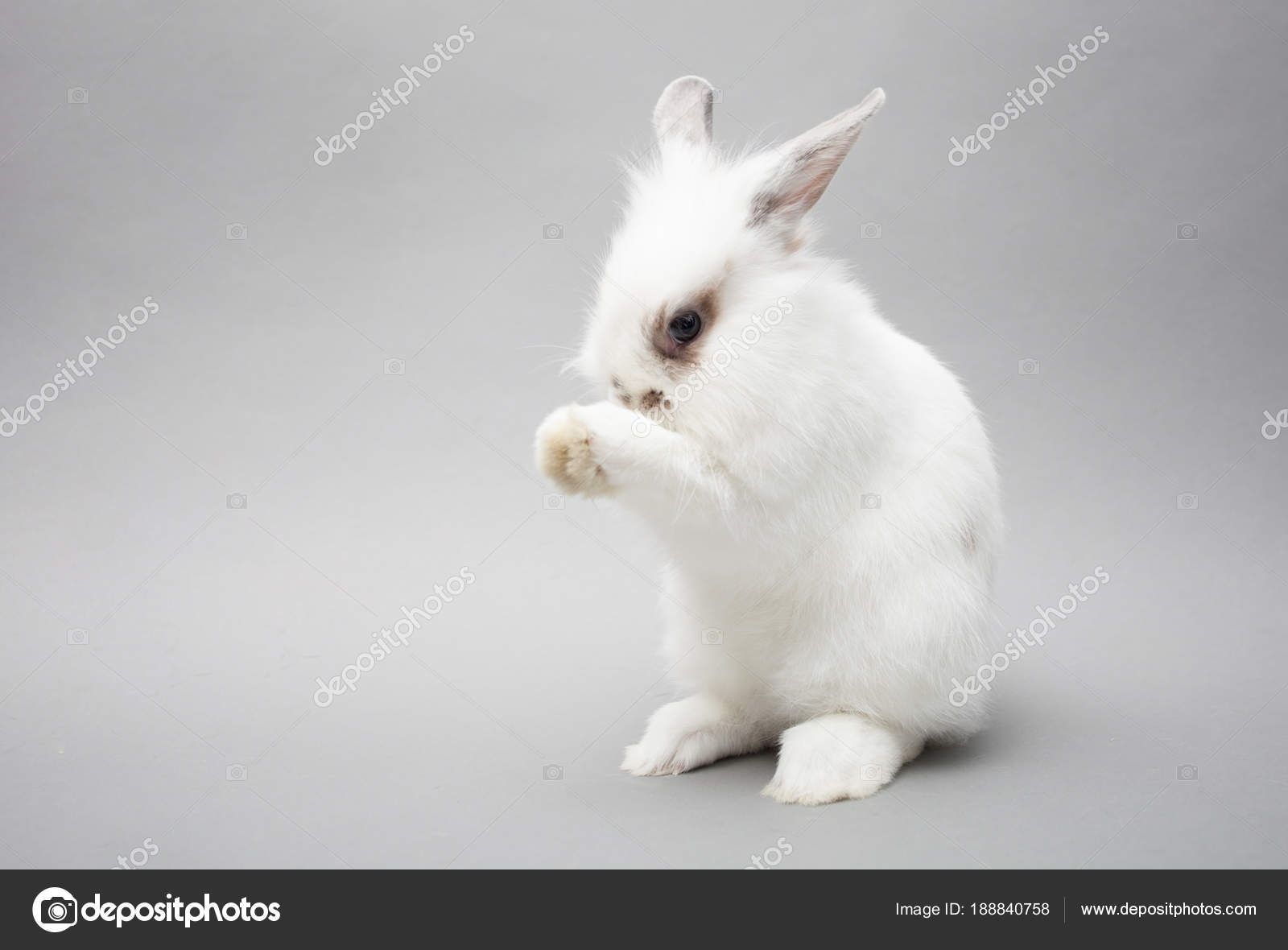 Cute white baby bunny rabbit on a seamless light backgroun clean