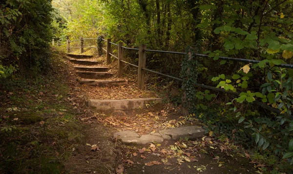 Escaliers de forêt d'automne — Photo