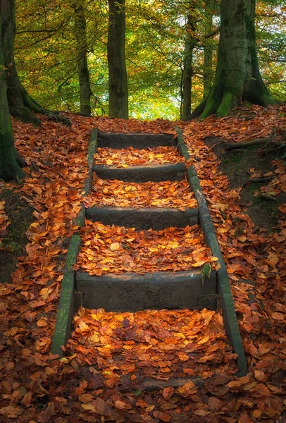 Bosques de Penllergare en otoño — Foto de Stock