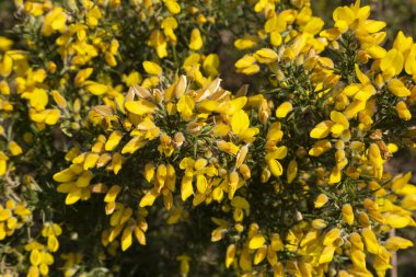 Ulex, yaygın olarak gorse, furze ya da whin olarak bilinir, dikenli, sarı çiçekli bir çalı, Fabaceae familyasından çiçek açan bir bitki cinsi..