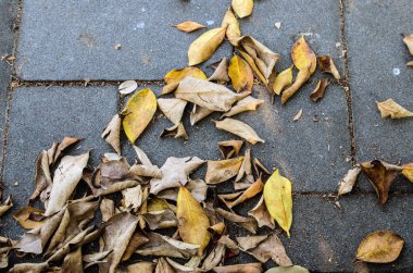 Çimento zemin üzerinde yaprakların arka plan