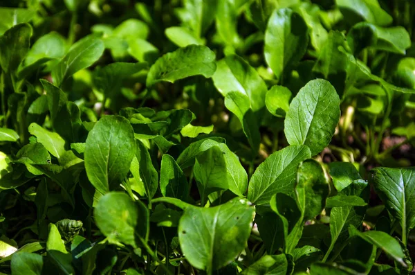 Das Essen Ist Köstlich Asiatischen Menschen Gemüsegarten — Stockfoto