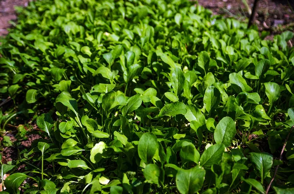 Mâncarea Este Delicioasă Oameni Asiatici Grădină Legume — Fotografie, imagine de stoc