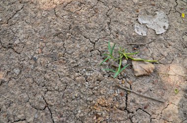 Ağaçlar yerdeki kırık