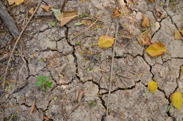 Trees in the ground cracked — Stock Photo, Image