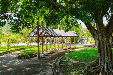 Parkta güneş ışığı ve gölgeli bir ağaç sabahın erken saatlerinde parkta. Tropikal bölgede