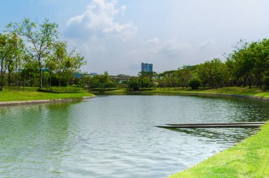 Göldeki bir çam ağacının yansıması, yaz sabahı saatinde. Tropikal bölgede