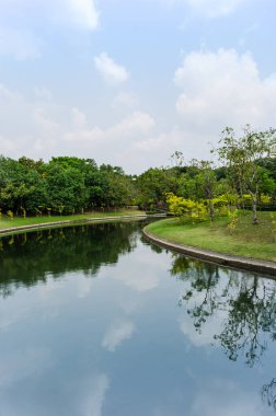 Göldeki bir çam ağacının yansıması, yaz sabahı saatinde. Tropikal bölgede