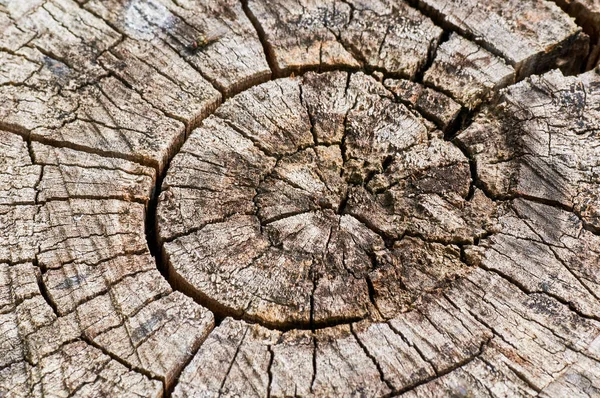 Old menggergaji pohon dengan cincin pertumbuhan tahunan dan retak . — Stok Foto