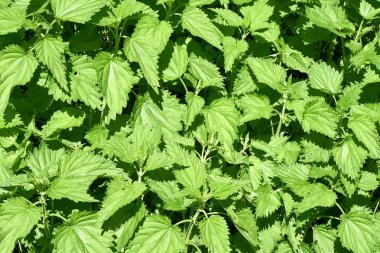 Isırgan doğal dokusu bırakır. Arka plan.