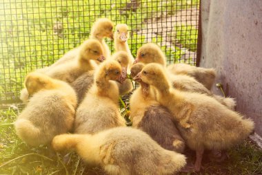 Bir sürü büyük kuş kafesi içinde ördekler.