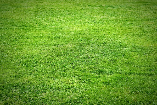 Texture green lawn. Background. — Stock Photo, Image