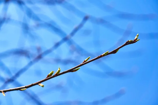 Livfull färg holiday bakgrund med våren gula Forsythia europaea blossom i solstrålarna och blå himmel — Stockfoto