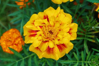 Yeşil bahçede kırmızı damarları olan sarı şakayıklı Itoh lolipopu.