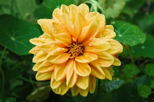 Gelbe Dahlie max mit Tropfen nach dem Regen im grünen Garten — Stockfoto