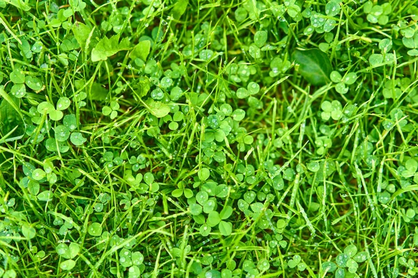 Zielony trawnik po deszczu — Zdjęcie stockowe