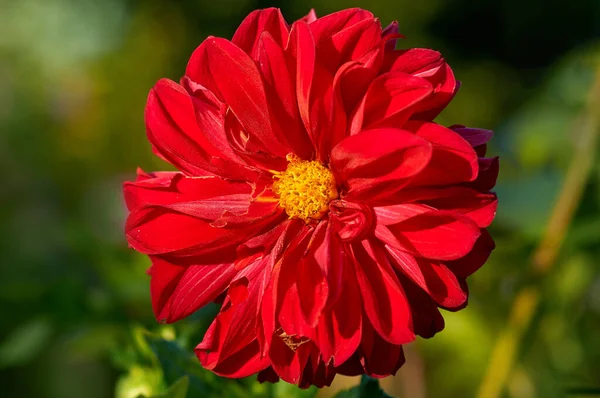 Flor Decorativo Duplo Vermelho Dahlia Fundo Verde Desfocado Jardim — Fotografia de Stock