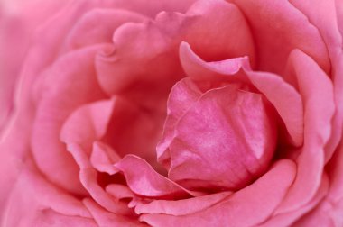 Bir gül goncasının makro fotoğrafını kapat