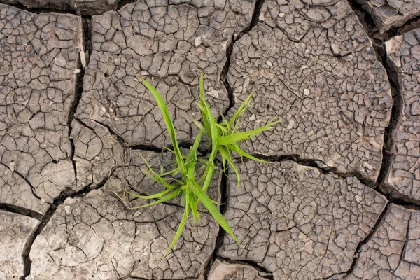 Life and drought — Stock Photo, Image