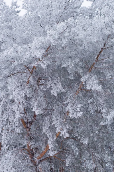 Pine branches in snow — Stock Photo, Image