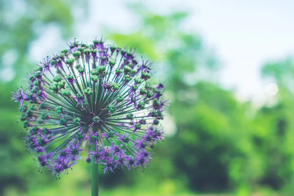 çiçek yakından arka plan bulanıklık