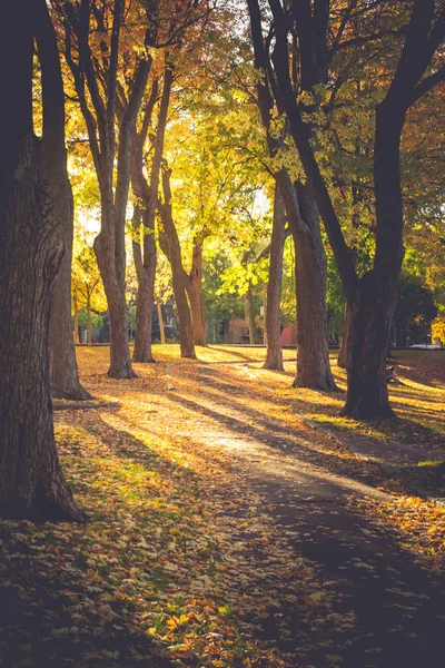 Beautiful Fall Season, Beautiful Autumn, Beautiful trees in Autu — Stock Photo, Image