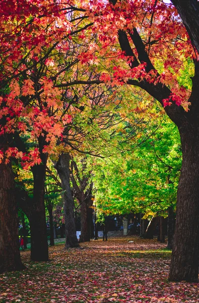 Güzel Sonbahar sezonu, güzel sonbahar, Autu ağaçlarda güzel Telifsiz Stok Imajlar
