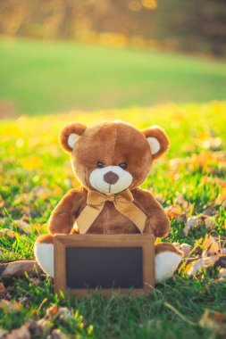 oyuncak ayı ile kara tahta sonbahar deniz çim sahada oturan