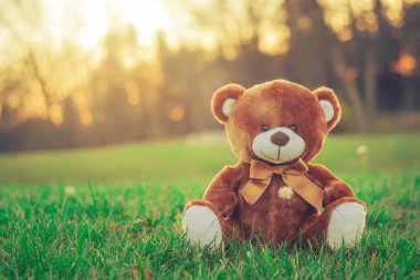 güzel gün sonbahar sezon çim sahada oturan bir oyuncak ayı