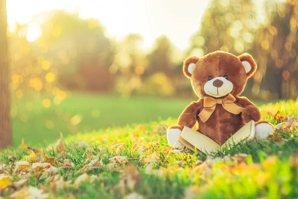 Teddybär mit Buch sitzt im Herbst auf der Wiese — Stockfoto