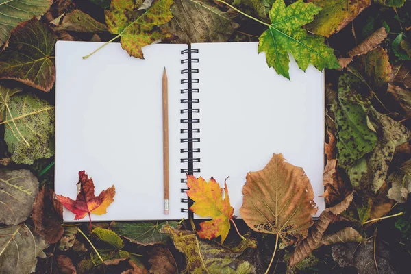 Sonbaharda kuru yapraklar üzerinde açık boş kitap. Okuma, Nostalji, eğitim ve okul kavramı geri. — Stok fotoğraf