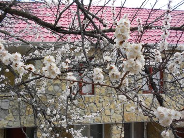 Bahar. Çiçekli kayısı dalları evin arka planında..