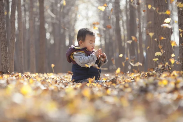 Ginkgo ormanda oynayan Çinli bebek çocuk