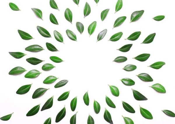 Marco de hojas verdes sobre un fondo blanco — Foto de Stock