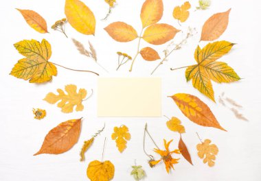 Çerçeve sarı yapraklar ve çiçekler.