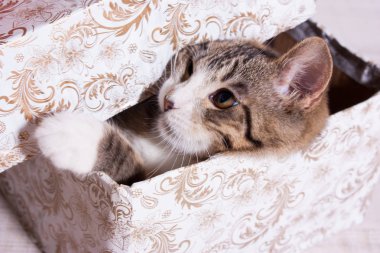 Kutudan tırmanmaya çalışan kedi