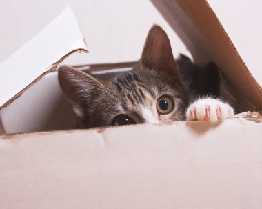 Kedi bir kutu içinde oturuyor.