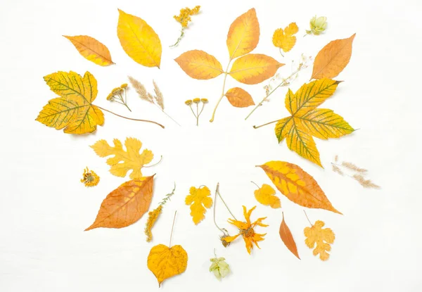 Çerçeve sarı yapraklar ve çiçekler. 