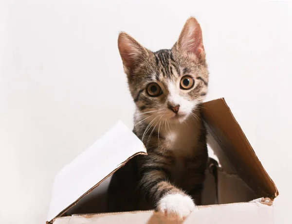 Kedi bir kutu içinde oturuyor. — Stok fotoğraf