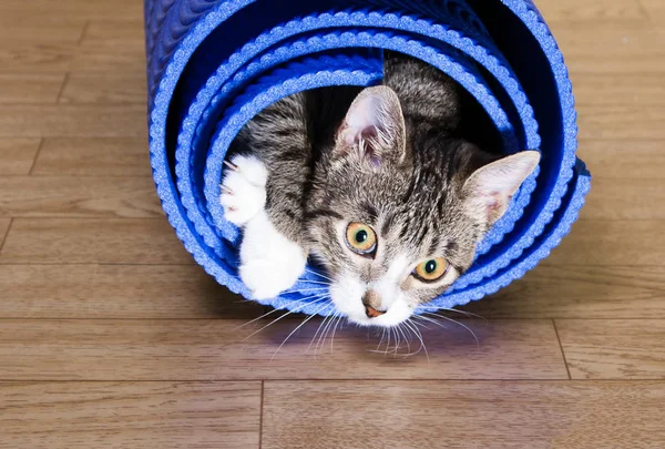 Kedi yoga için mindere oturur.