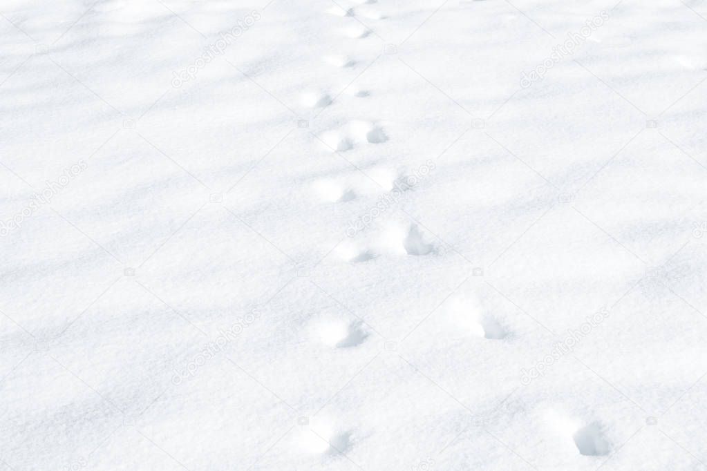 footprints on white snow.